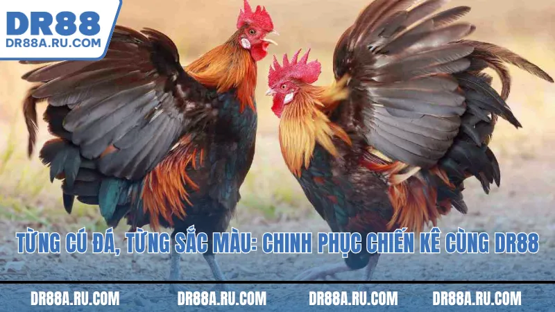 Từng cú đá, từng sắc màu: Chinh phục chiến kê cùng Dr88