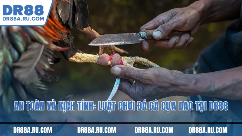 An toàn và kịch tính: Luật chơi trong đá gà cựa dao tại Dr88