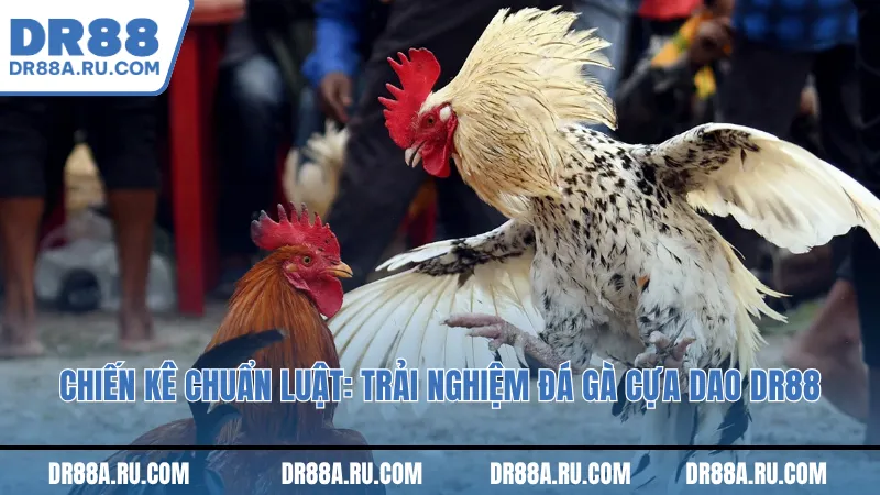 Chiến kê chuẩn luật: Trải nghiệm luật chơi trong đá gà cựa dao Dr88